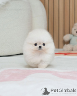 Photo №4. I will sell pomeranian in the city of Beilngries. breeder - price - 250$
