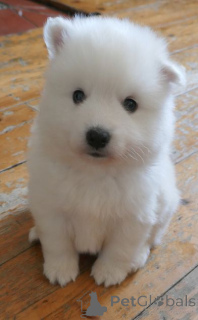 Photo №2 to announcement № 159434 for the sale of japanese spitz - buy in Belgium private announcement