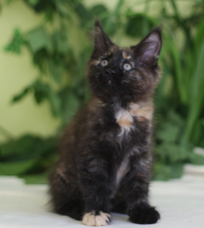Photo №4. I will sell maine coon in the city of Evpatoria. from nursery - price - 216$
