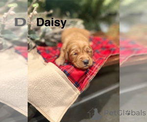 Photo №4. I will sell cavalier king charles spaniel, golden retriever in the city of ADELAIDE. breeder - price - negotiated