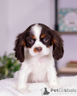 Photo №2 to announcement № 160716 for the sale of cavalier king charles spaniel - buy in Iceland breeder