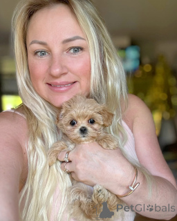 Photo №3. Elite mini micro maltipoo toy poodle pushon. Belarus