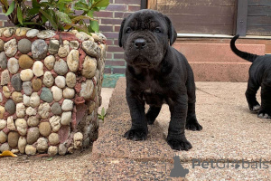 Photo №1. neapolitan mastiff - for sale in the city of Fieberbrunn | 361$ | Announcement № 170151