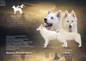 Photo №1. berger blanc suisse - for sale in the city of Kraljevo | negotiated | Announcement № 64552