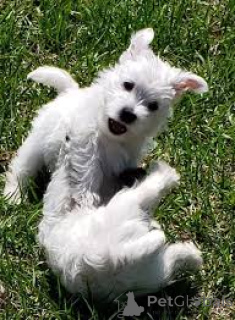 Photo №2 to announcement № 135894 for the sale of west highland white terrier - buy in Germany 