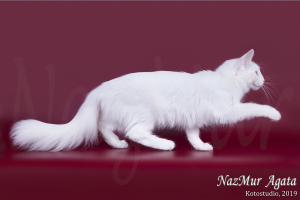 Photo №3. Sold wonderful white seals and kitty Turkish Angora from the nursery of NazMur,. Russian Federation