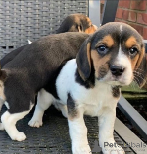 Photo №2 to announcement № 94422 for the sale of beagle - buy in Lithuania private announcement
