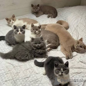 Photo №1. british shorthair - for sale in the city of Helsinki | 516$ | Announcement № 178360
