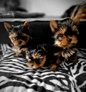 Photo №3. Beautiful puppies of the miniature Yorkshire Terrier. Germany
