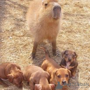 Photo №1. dachshund - for sale in the city of Hartford | 600$ | Announcement № 109906