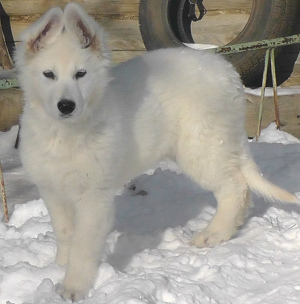 Photo №2 to announcement № 4131 for the sale of berger blanc suisse - buy in Russian Federation from nursery