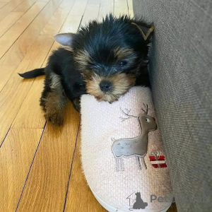 Photo №1. yorkshire terrier - for sale in the city of Meljine | 568$ | Announcement № 163331