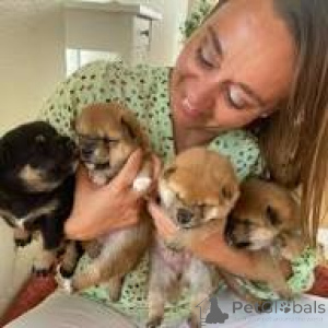 Photo №1. shiba inu - for sale in the city of Paris | 723$ | Announcement № 166753