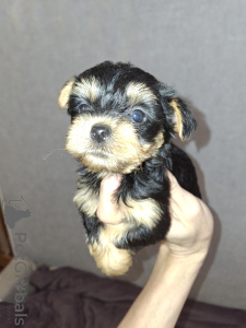 Photo №2 to announcement № 160686 for the sale of beaver yorkshire terrier, yorkshire terrier - buy in Lithuania private announcement, from nursery, breeder