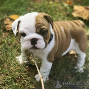 Photo №1. english bulldog - for sale in the city of Antwerp | 300$ | Announcement № 165255