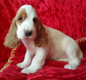 Photo №1. english cocker spaniel - for sale in the city of Chelyabinsk | 338$ | Announcement № 6512