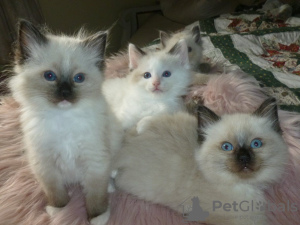 Photo №4. I will sell ragdoll in the city of Berlin. private announcement, breeder - price - 370$