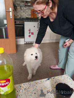 Photo №2 to announcement № 135235 for the sale of samoyed dog - buy in Austria private announcement