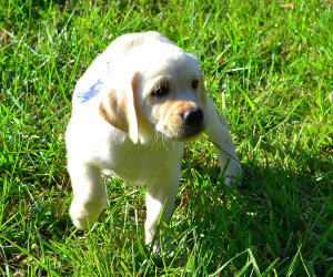 Photo №4. I will sell labrador retriever in the city of Sumy. private announcement, from nursery, breeder - price - Negotiated