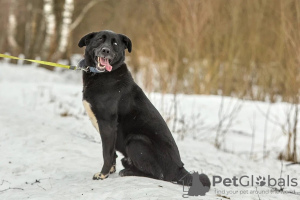 Photo №3. Byron is looking for a loving family.. Russian Federation