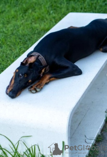 Photo №3. doberman puppy. Georgia