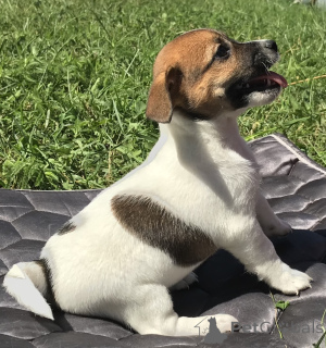Photo №2 to announcement № 175643 for the sale of jack russell terrier - buy in Belarus 