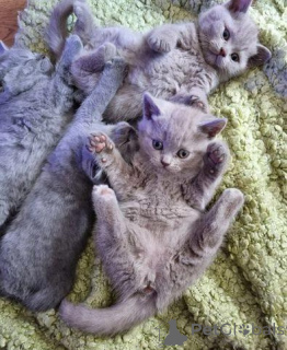 Photo №2 to announcement № 172362 for the sale of british shorthair - buy in Belgium private announcement