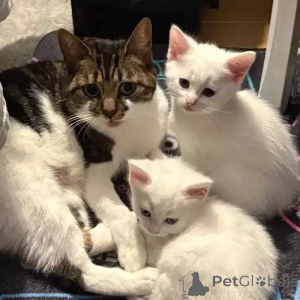 Photo №1. turkish van - for sale in the city of Bayerbach | 380$ | Announcement № 167246