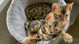 Photo №1. bengal cat - for sale in the city of Munich | 264$ | Announcement № 122581