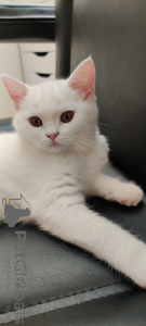 Photo №1. british shorthair - for sale in the city of Portland | 1000$ | Announcement № 24037