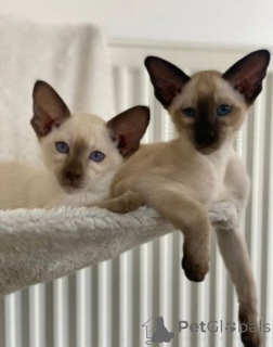 Photo №1. siamese cat - for sale in the city of Nottuln | 329$ | Announcement № 151261