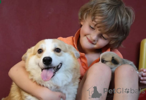 Photo №2 to announcement № 155806 for the sale of welsh corgi - buy in Germany breeder