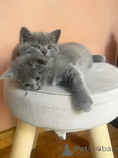 Photo №1. chartreux - for sale in the city of Aachen | negotiated | Announcement № 158803