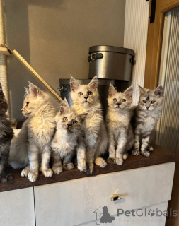 Photo №1. maine coon - for sale in the city of Bellingham | negotiated | Announcement № 158079