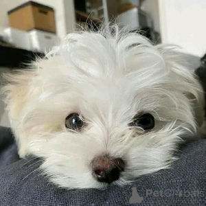 Photo №4. I will sell maltese dog in the city of LipPstadt. private announcement - price - negotiated