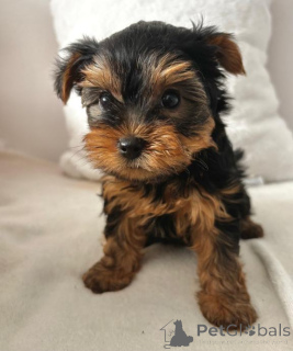 Photo №3. (yorkshire ). Puppies. Germany