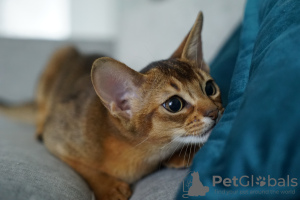 Additional photos: Abyssinian girls