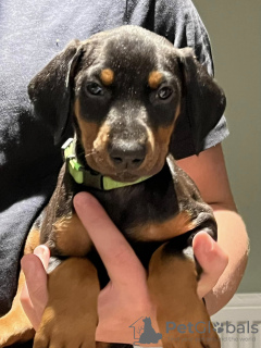 Photo №2 to announcement № 131711 for the sale of dobermann - buy in Denmark private announcement