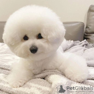 Photo №2 to announcement № 99312 for the sale of bichon frise - buy in United States private announcement, breeder