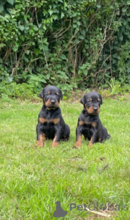 Photo №4. I will sell dobermann in the city of Los Angeles. private announcement, breeder - price - 800$