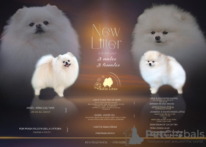 Additional photos: 2 male pomeranian with FCI-LKD