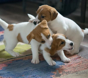 Photo №1. jack russell terrier - for sale in the city of Bielefeld | 471$ | Announcement № 149692