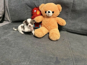Photo №4. I will sell chihuahua in the city of Berlin. breeder - price - 282$