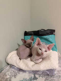 Photo №1. devon rex - for sale in the city of GROSSARL | 361$ | Announcement № 178575