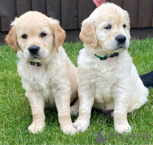 Photo №1. golden retriever - for sale in the city of Nottingham | 473$ | Announcement № 11286