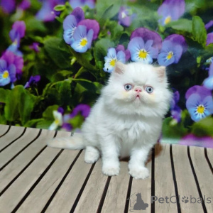 Photo №1. persian cat - for sale in the city of Donzdorf | 361$ | Announcement № 176686