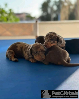Photo №3. Vaccinated dachshund puppy for Sale! Are you ready to add a lovable and loyal. Italy