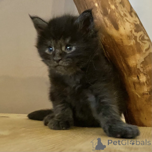 Photo №2 to announcement № 164835 for the sale of maine coon - buy in Finland private announcement, breeder