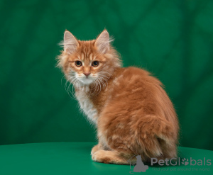 Photo №2 to announcement № 9281 for the sale of kurilen bobtail - buy in Russian Federation from nursery