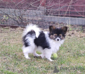 Additional photos: Papillon puppies from the kennel!